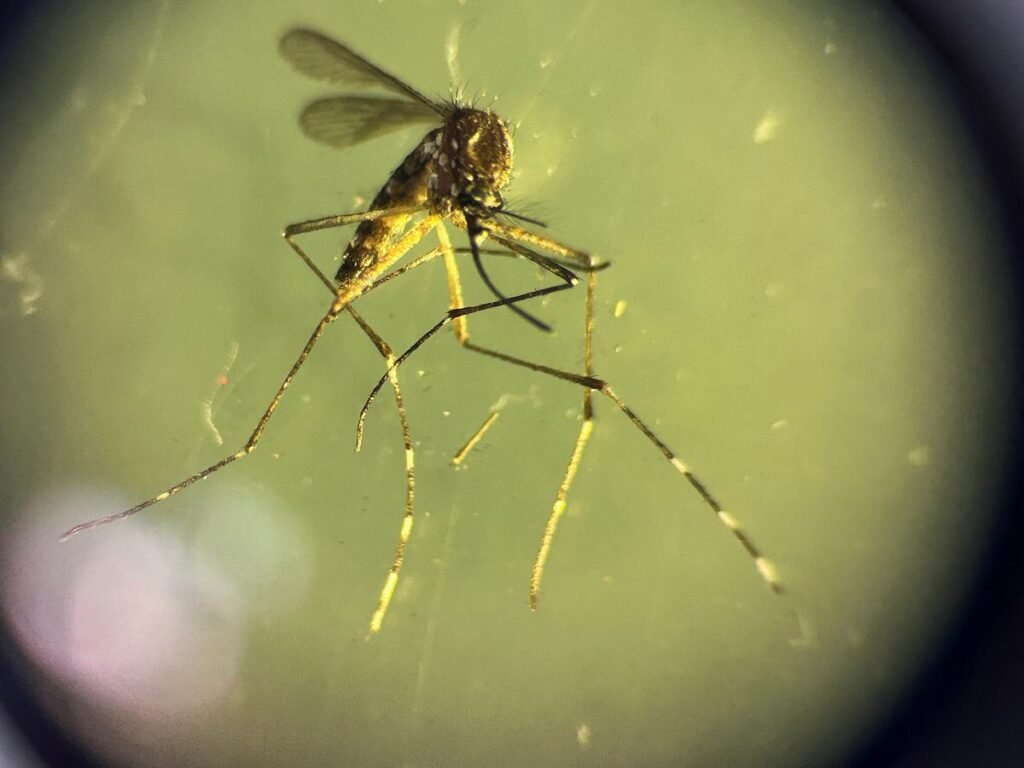 chandipura virus Chandipura virus cause of death by sandflies